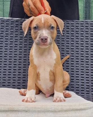 Cuccioli Pitbull Ukc