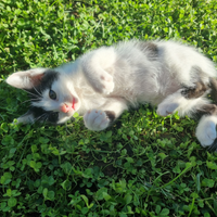 Gattino maschio bianco e nero
