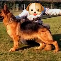 Femmina .Pastore Tedesco