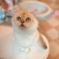 British shorthair Golden