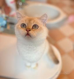 British shorthair Golden