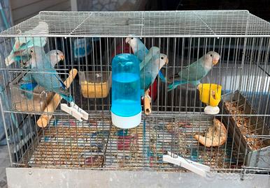 Inseparabili giovani