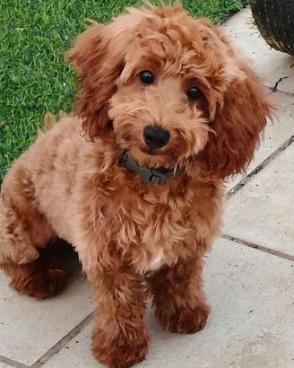 Cucciolo di barboncino toy maschio red brown