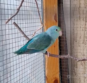 Pappagalletto di Lesson. Forpus Coelestis