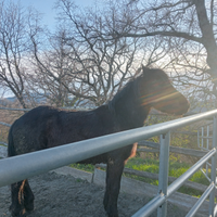 Bardigiani pronto doma,castrati