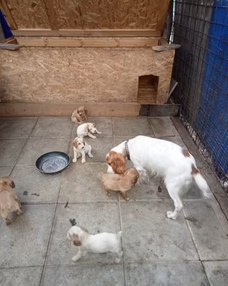 Cuccioli cocker