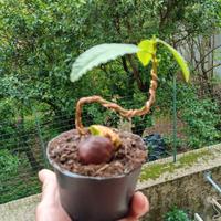 prebonsai di castagno 