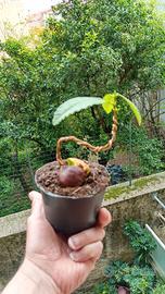 prebonsai di castagno 