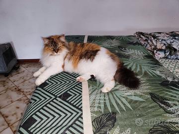 Gatta siberiana
