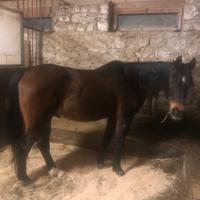 Cavallo arabo