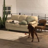 divano pelle beige 3 posti e 3 cuscini verdi lino
