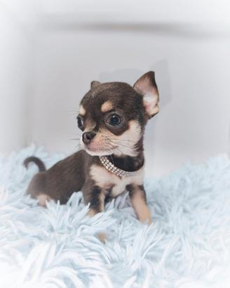 Chihuahua blu mini toy