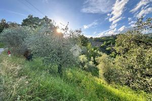 TER. AGRICOLO A PISTOIA