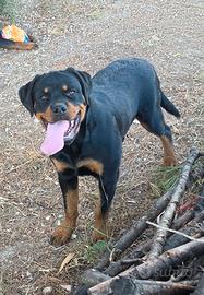 Cucciolona Rottweiler