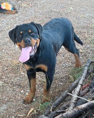 Cucciolona Rottweiler