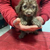 Cucciolo lagotto romagnolo