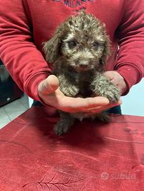 Cucciolo lagotto romagnolo