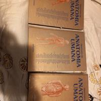 anatomia umana medicina e chirurgia anastasi