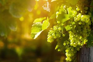 Cornaiano: Viticoltura