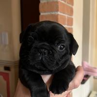 Cucciolo bulldog francese