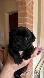 Cucciolo bulldog francese