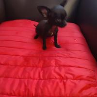 Cuccioli di chihuahua