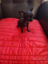 Cuccioli di chihuahua