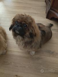 Maschietto pechinese