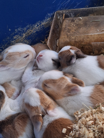 Conigli testa di leone