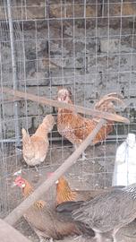 Galline (padovane)