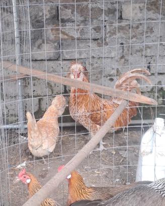 Galline (padovane)