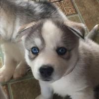 Siberian husky