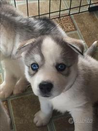 Siberian husky