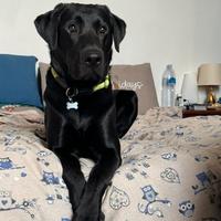 Labrador Nero disponibile per accoppiamento