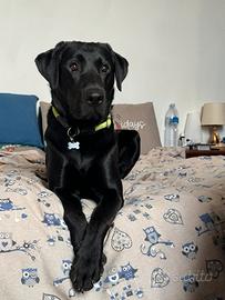 Labrador Nero disponibile per accoppiamento