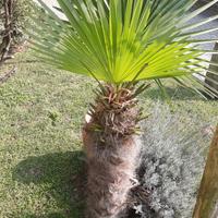 Piante e piantine di palma