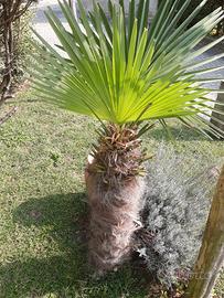 Piante e piantine di palma