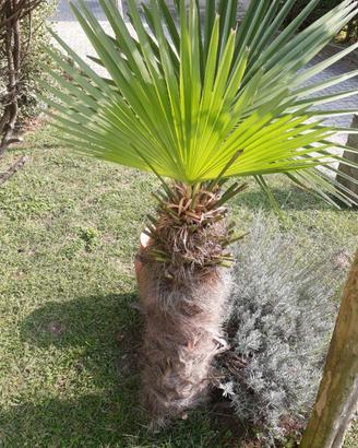 Piante e piantine di palma