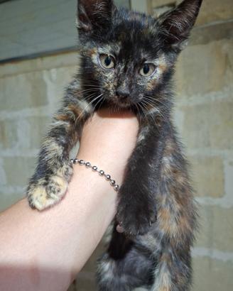 Gattini