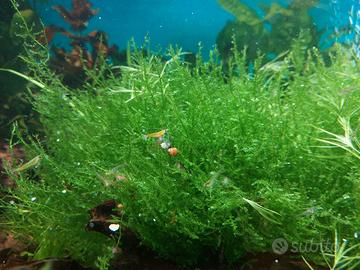 Muschio di Giava - Java Moss