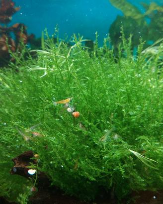 Muschio di Giava - Java Moss
