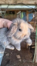 Coniglietto nano ariete