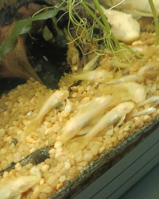 Ancistrus Gold