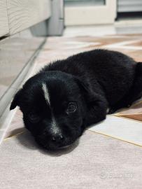 Amstaff