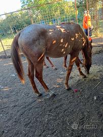 Puledri