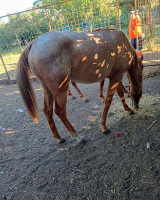 Puledri