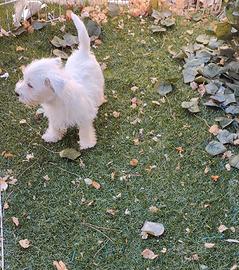 West highlande White terrier