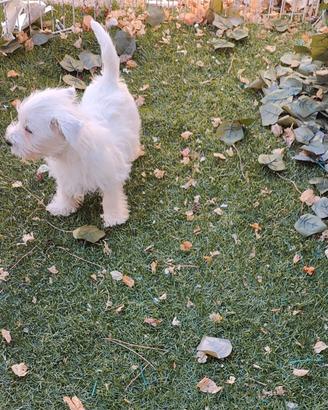 West highlande White terrier