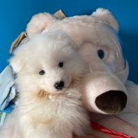 Cucciole Samoiedo