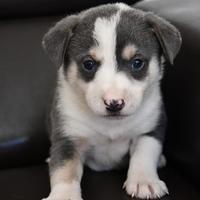 Cuccioli in adozione
